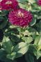 Seminte profesionale Zinnia elegans  - Circiumarese - imagine 48784